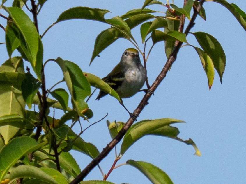 brunsideparula - ML640966228