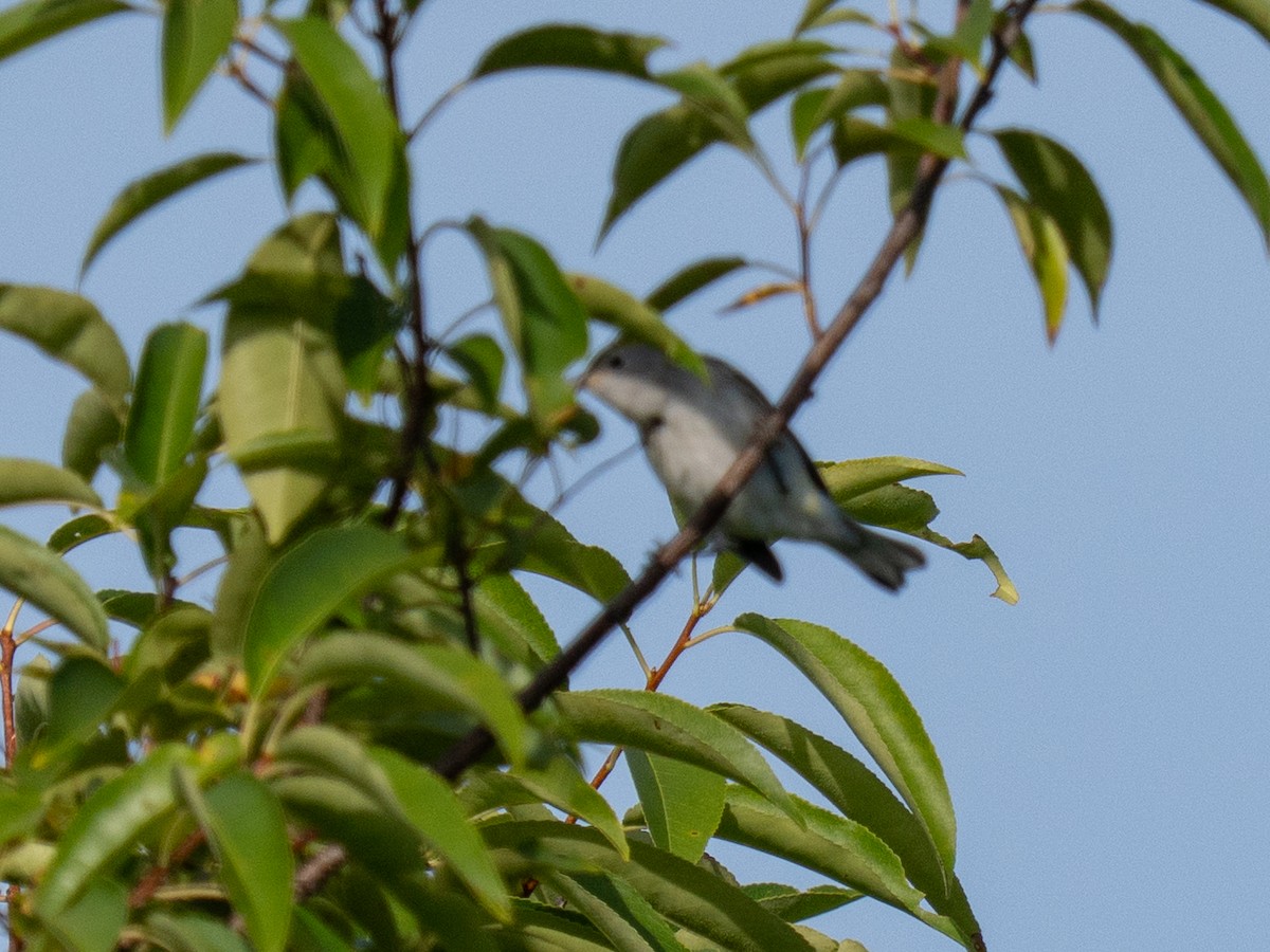 brunsideparula - ML640966230