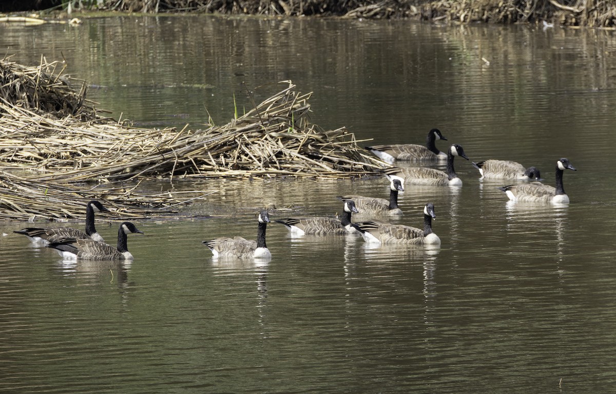 Canada Goose - ML640966256