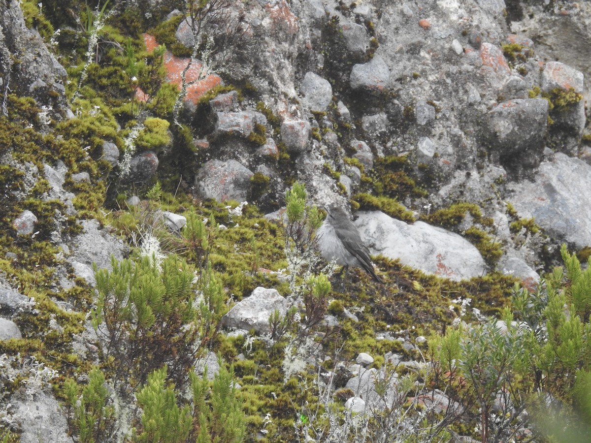 Plain-capped Ground-Tyrant - ML640966258