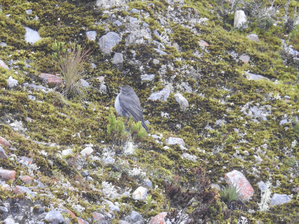 Plain-capped Ground-Tyrant - ML640966259