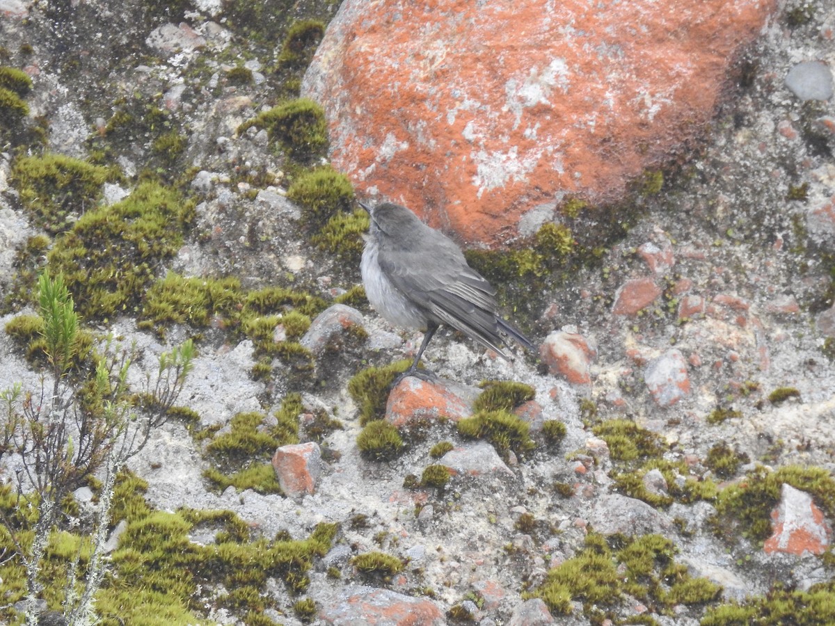 Plain-capped Ground-Tyrant - ML640966260