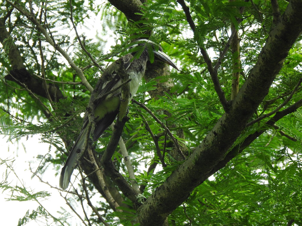 African Gray Hornbill - ML640966309