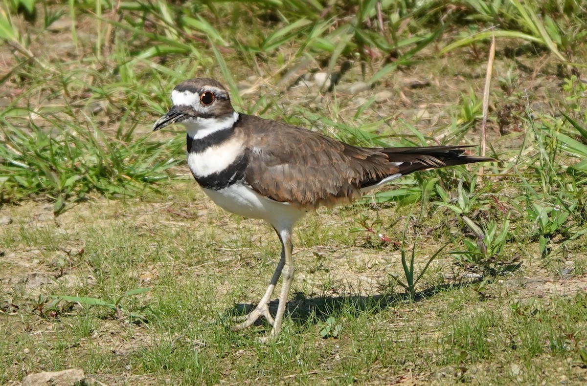 Killdeer - ML640966313
