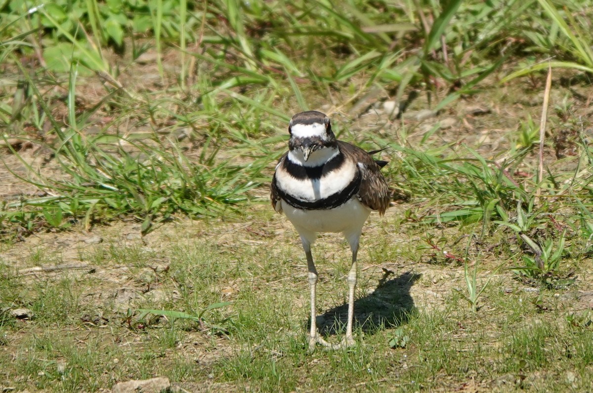 Killdeer - ML640966316