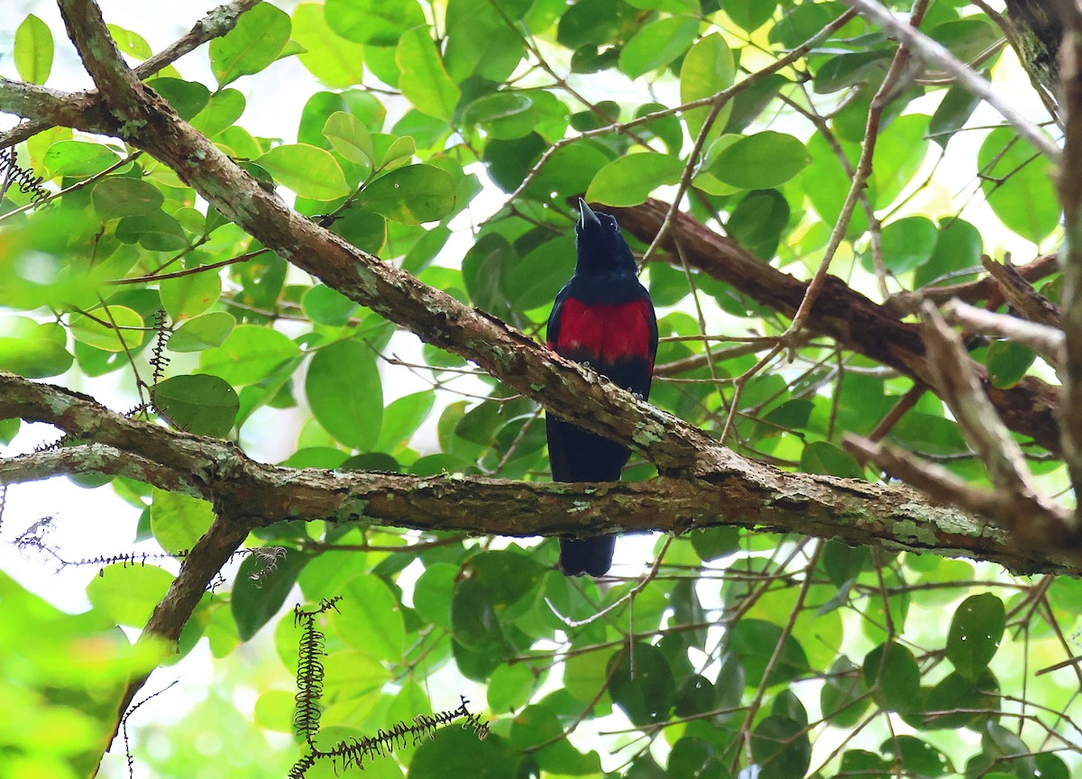 Black-and-crimson Oriole - ML640966319