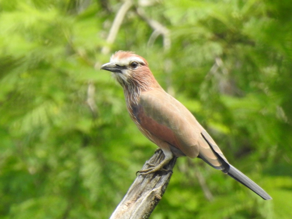 Purple Roller - ML640966323