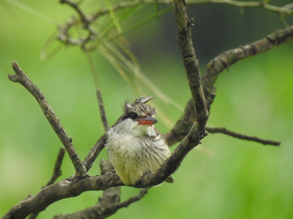 Striped Kingfisher - ML640966351