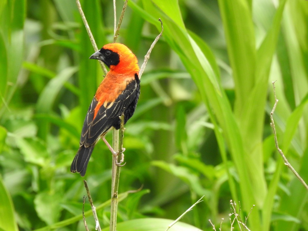 Black-winged Bishop - ML640966382