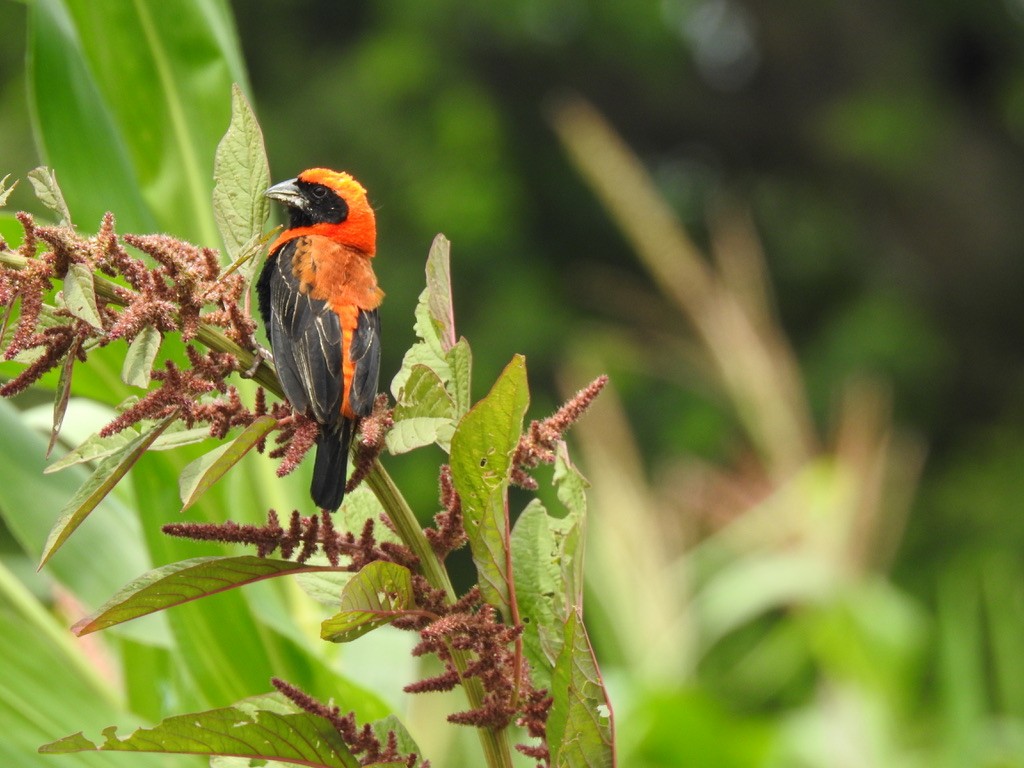 Black-winged Bishop - ML640966385