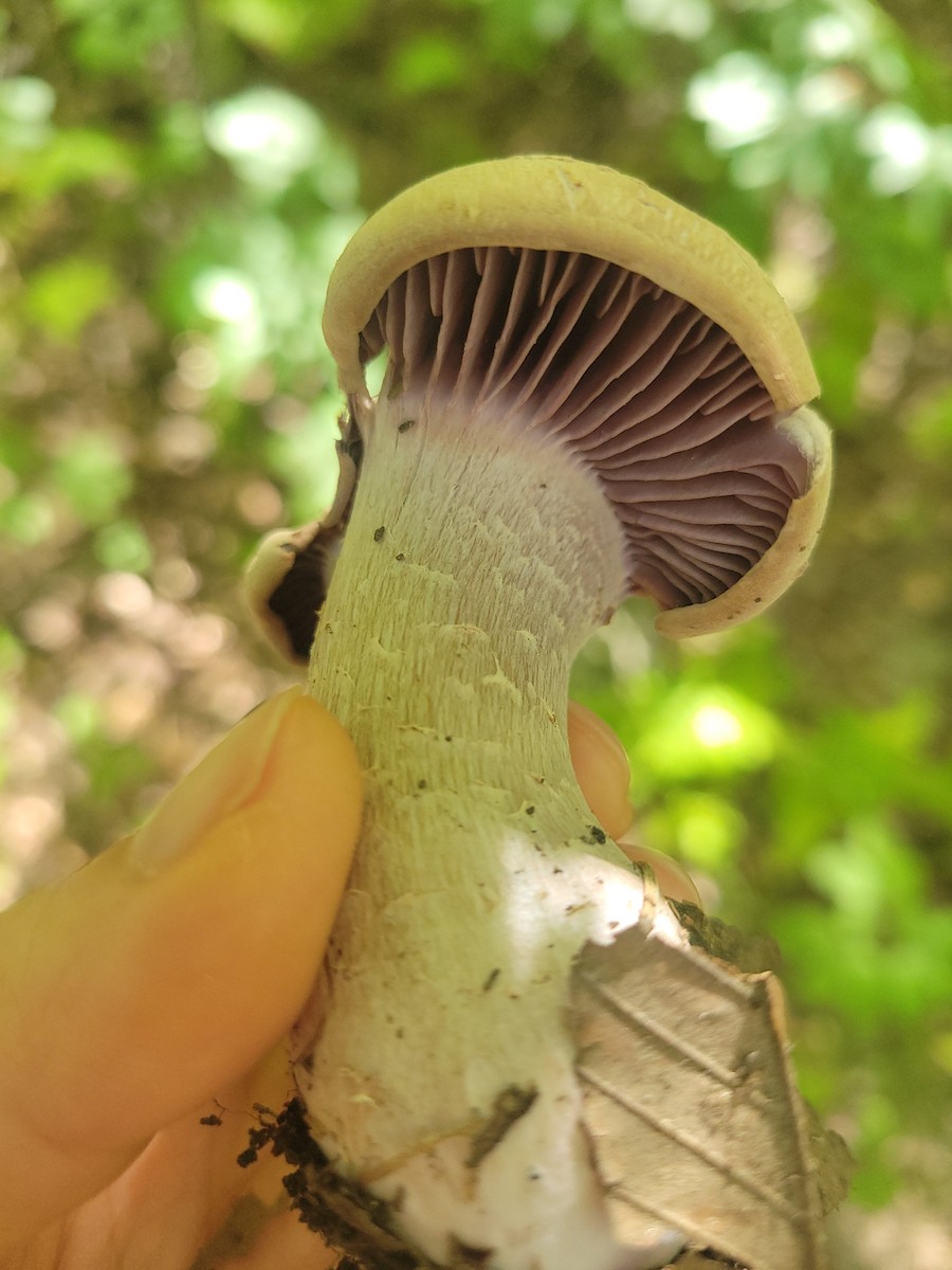 動物界 - ML640966399