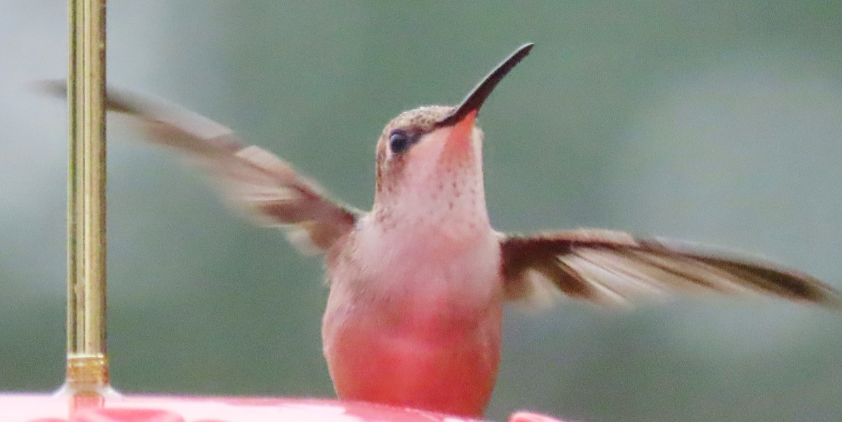 Black-chinned Hummingbird - ML640966400