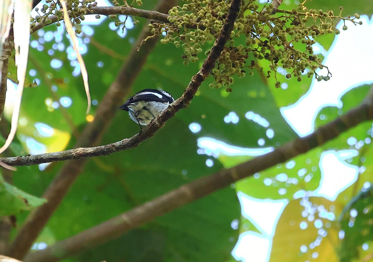 Little Pied Flycatcher - ML640966401