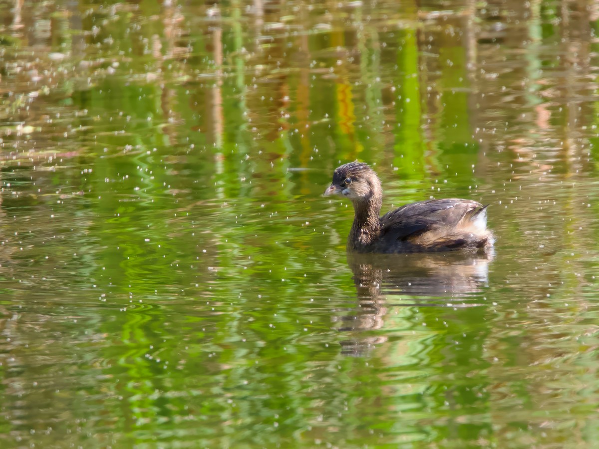 Pied-billed Grebe - ML640966404