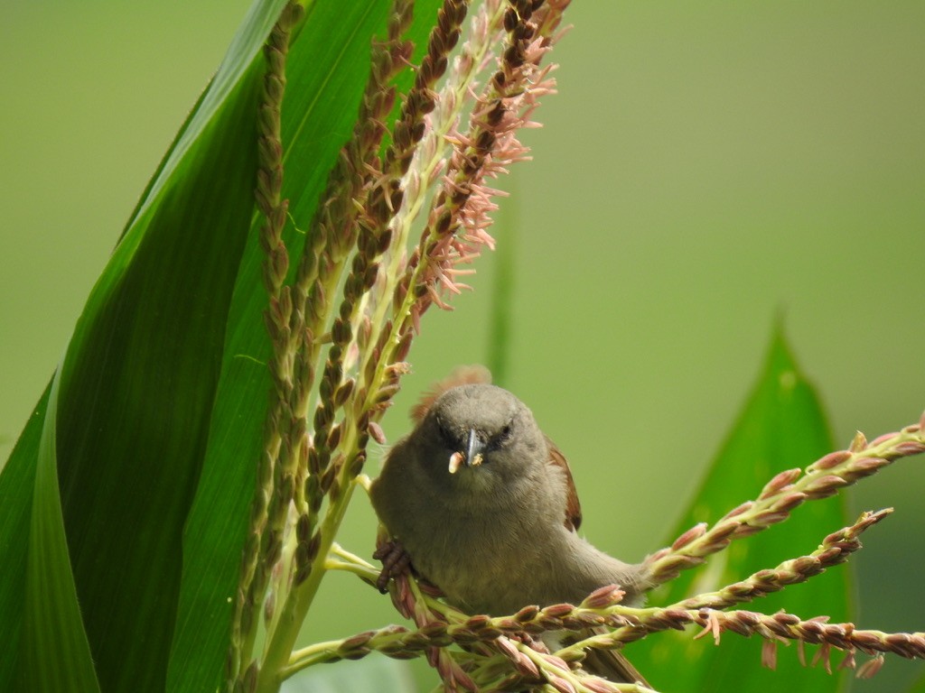 Swainson's Sparrow - ML640966407
