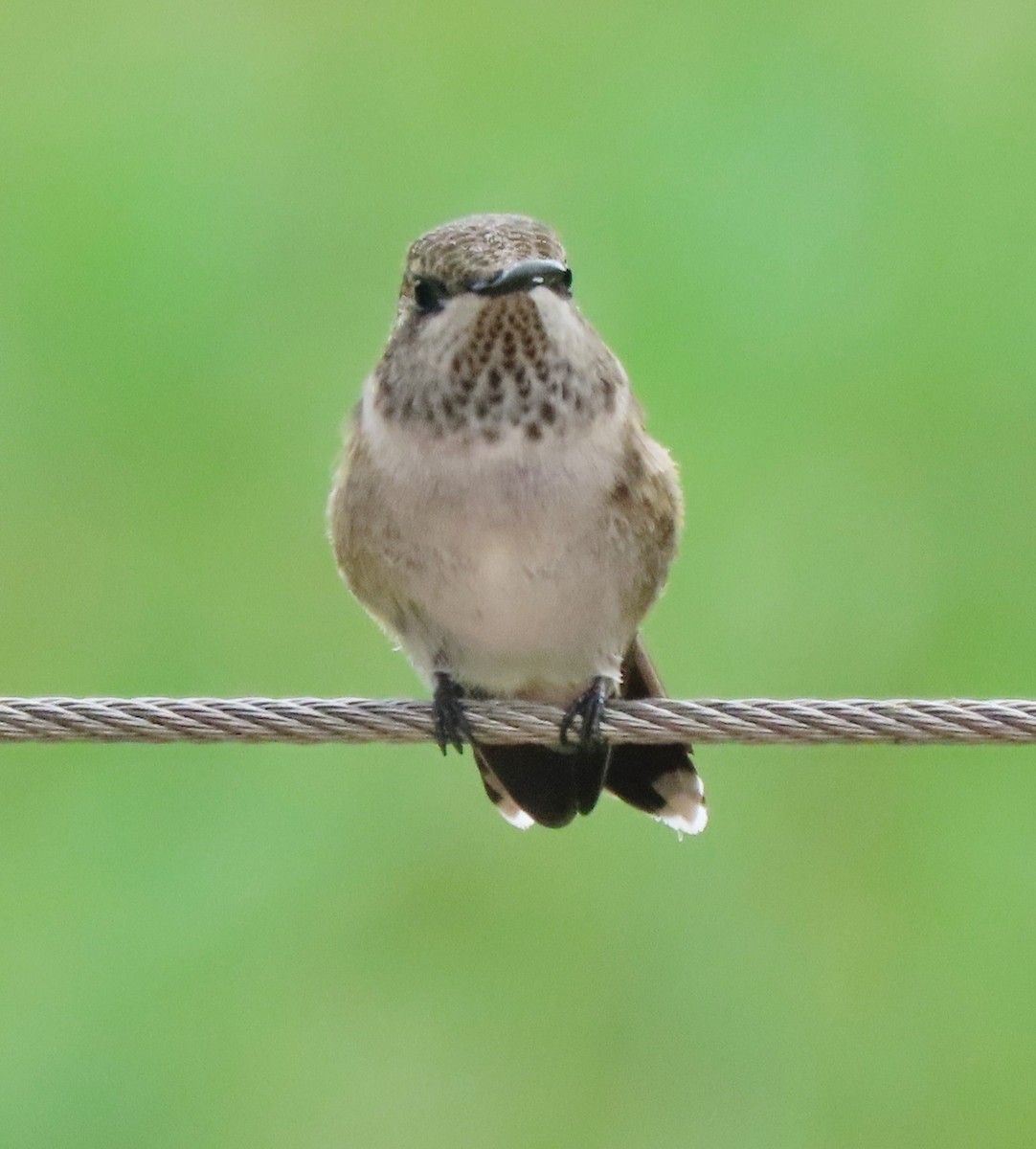 Black-chinned Hummingbird - ML640966418