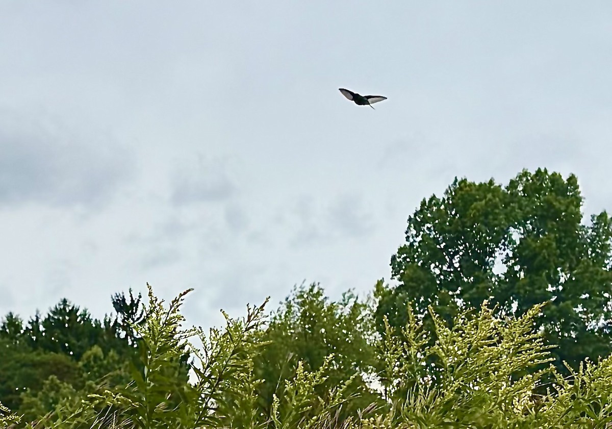 Ruby-throated Hummingbird - ML640966419