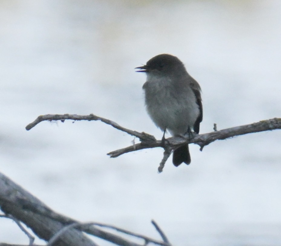 Eastern Phoebe - ML640966421