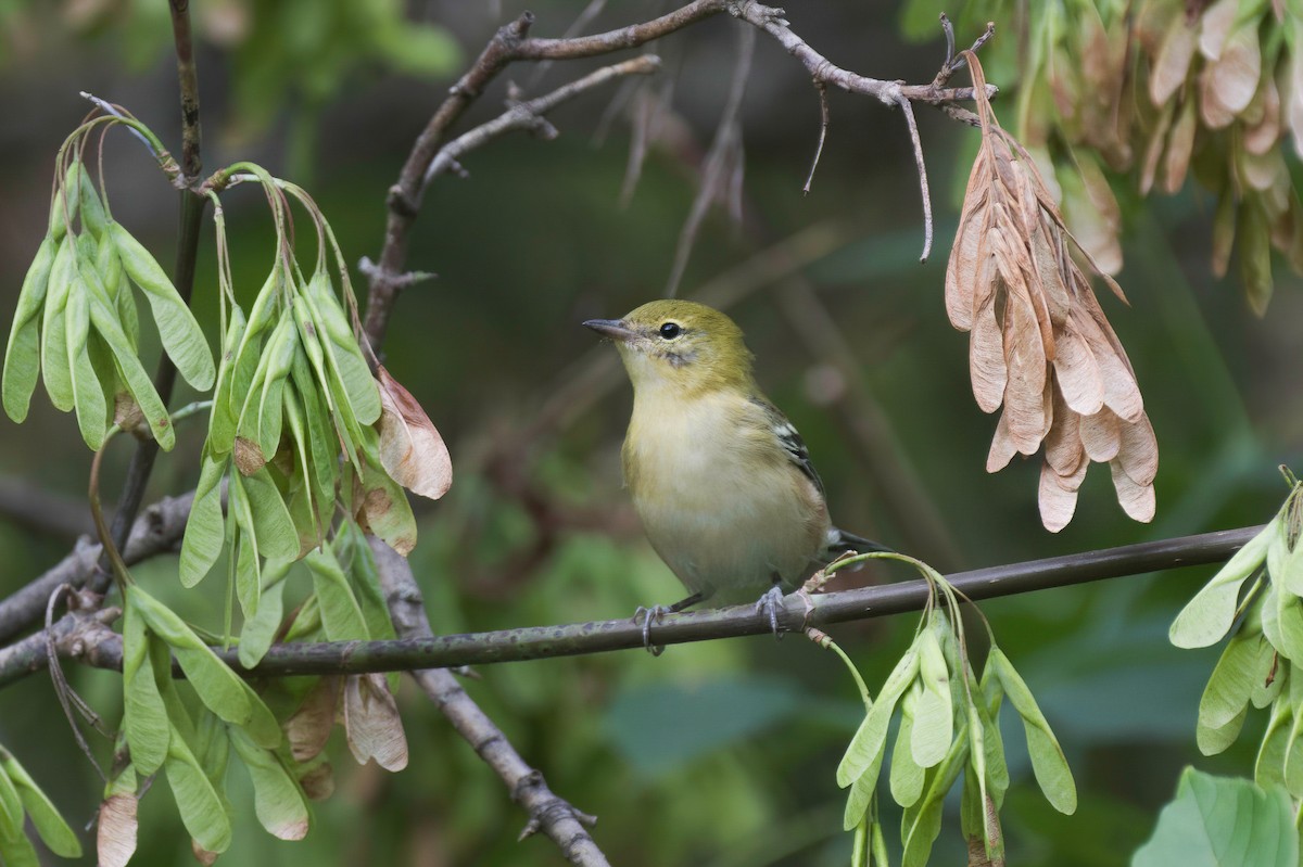 Bay-breasted Warbler - ML640966422
