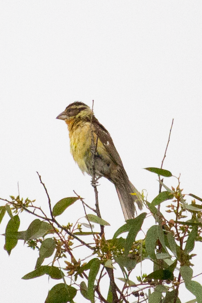 Black-headed Grosbeak - ML640966423