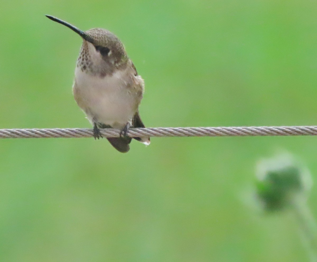 Black-chinned Hummingbird - ML640966425