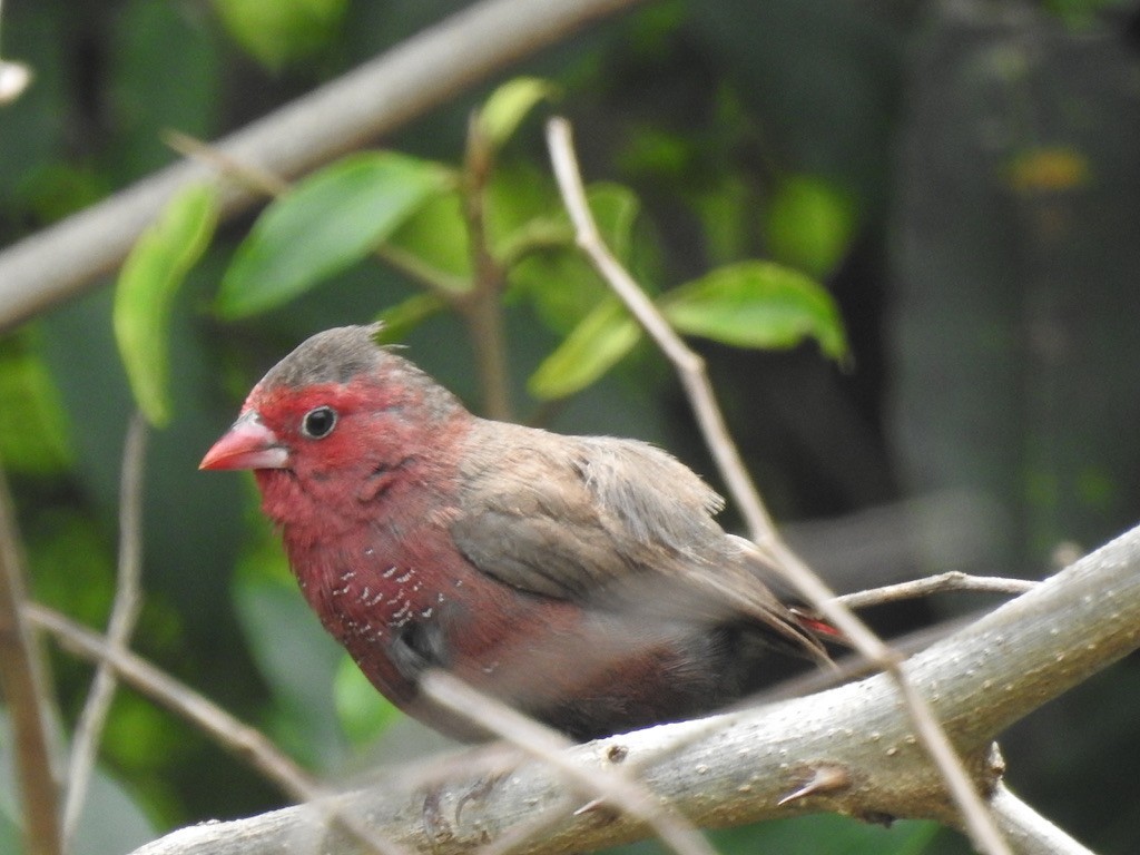 Bar-breasted Firefinch - ML640966429