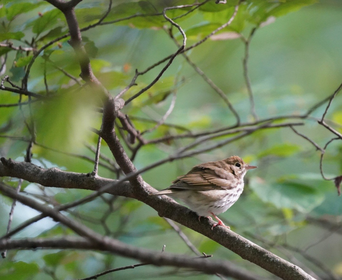 Ovenbird - ML640966430