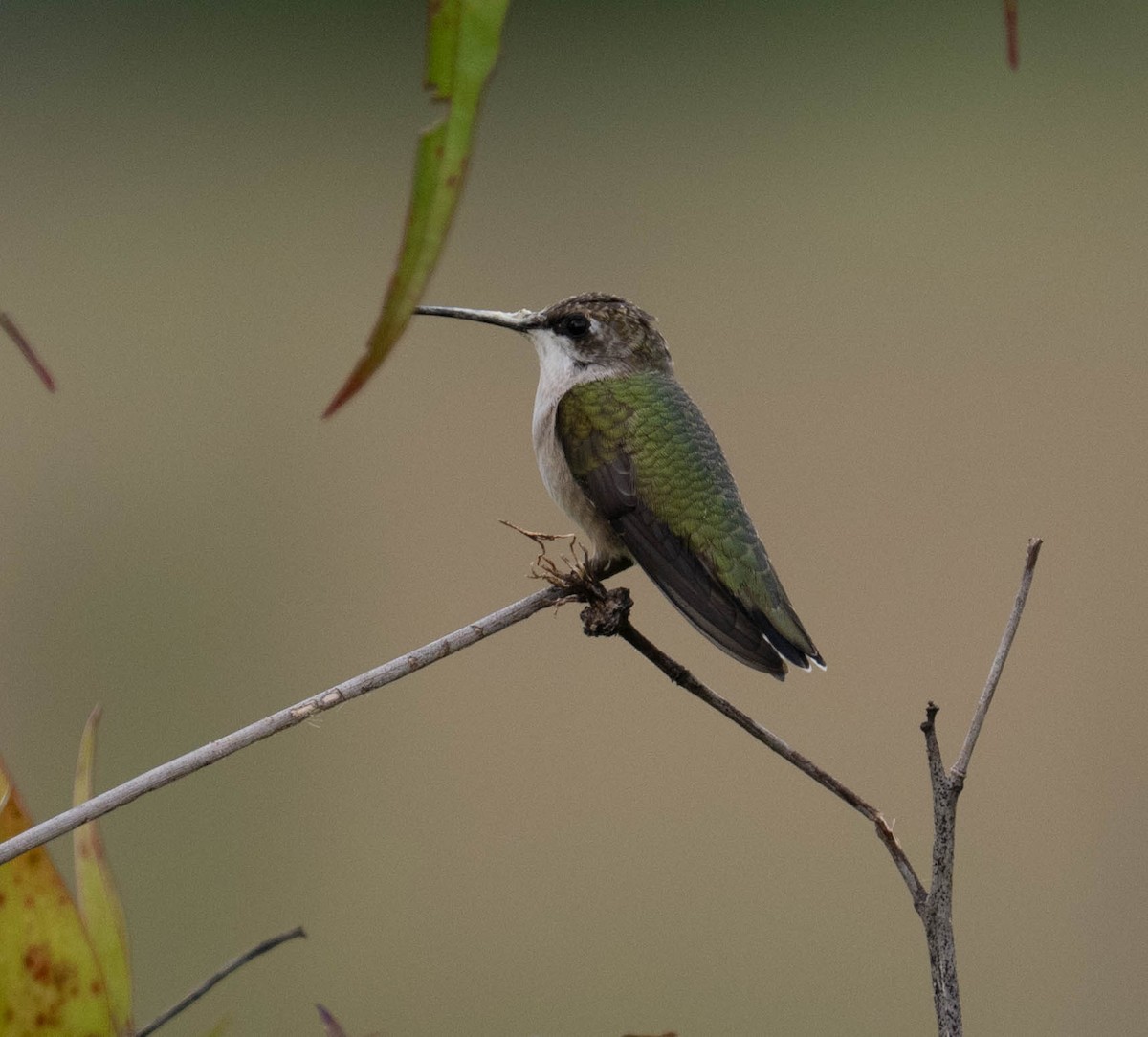 Ruby-throated Hummingbird - ML640966432