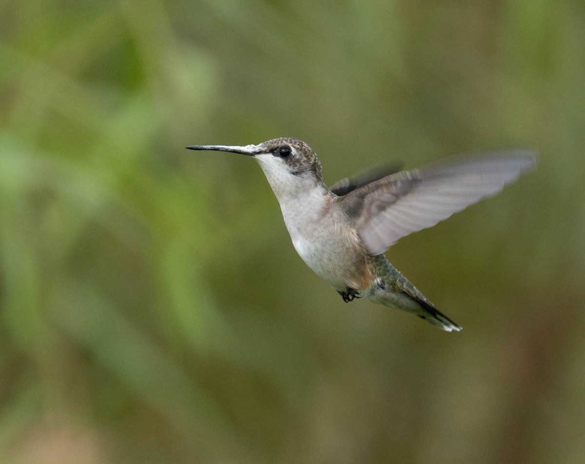 Ruby-throated Hummingbird - ML640966433