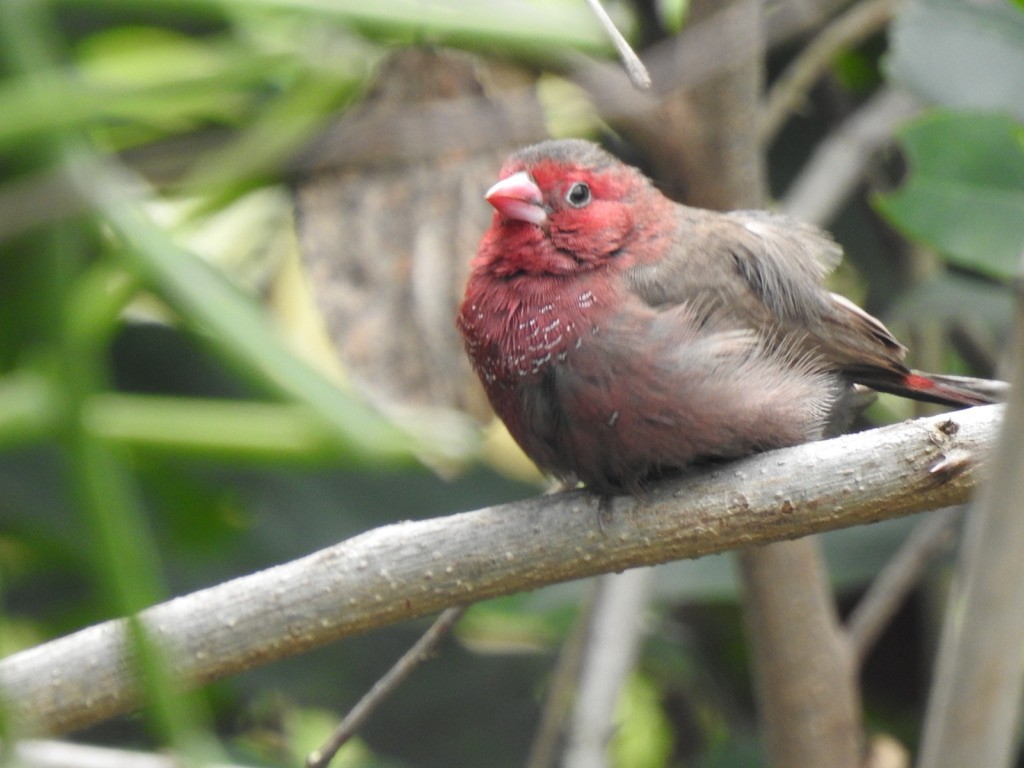 Bar-breasted Firefinch - ML640966438