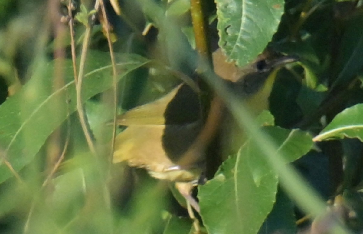 Common Yellowthroat - ML640966439