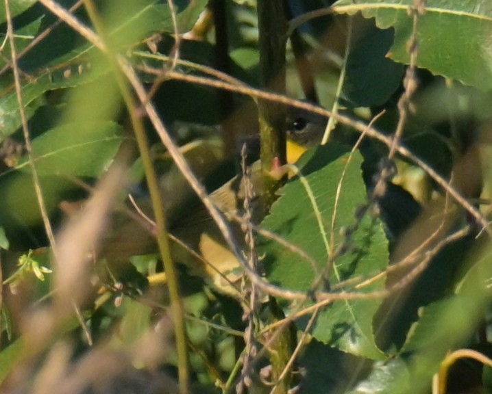 Common Yellowthroat - ML640966440