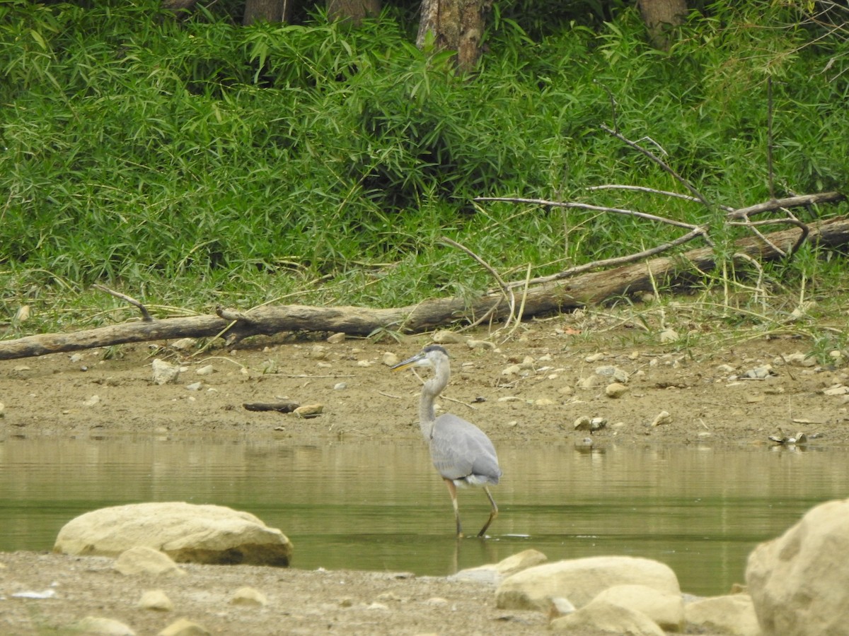 Great Blue Heron - ML640966442