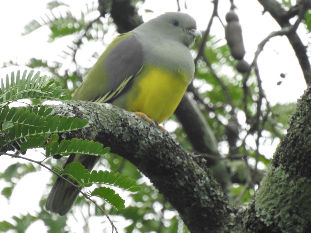 Bruce's Green-Pigeon - ML640966472
