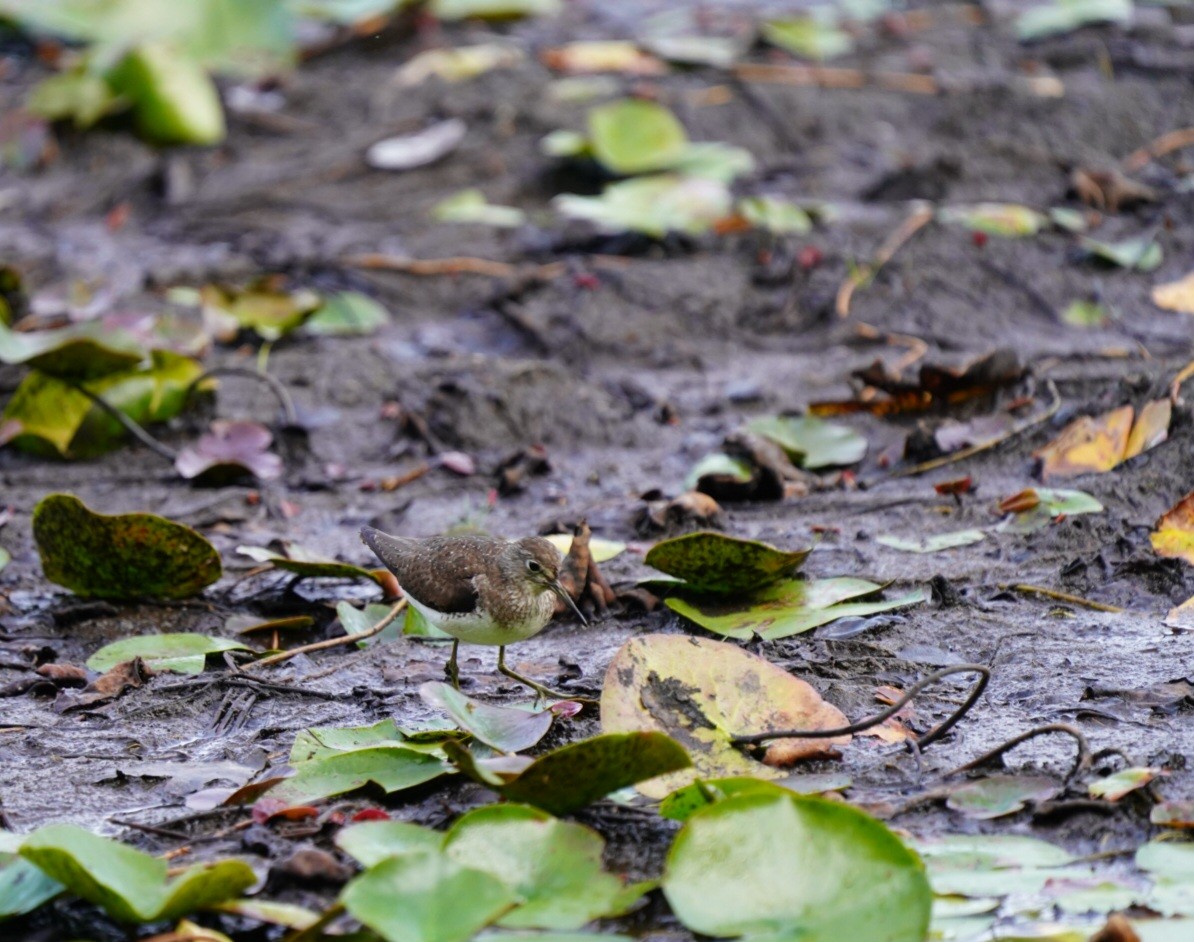 Solitary Sandpiper - ML640966483