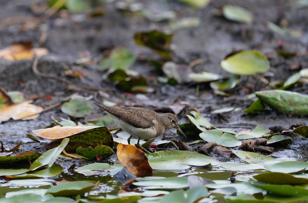Solitary Sandpiper - ML640966484