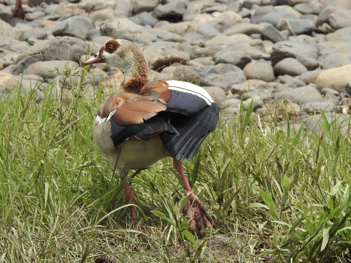 Nilgans - ML640966515