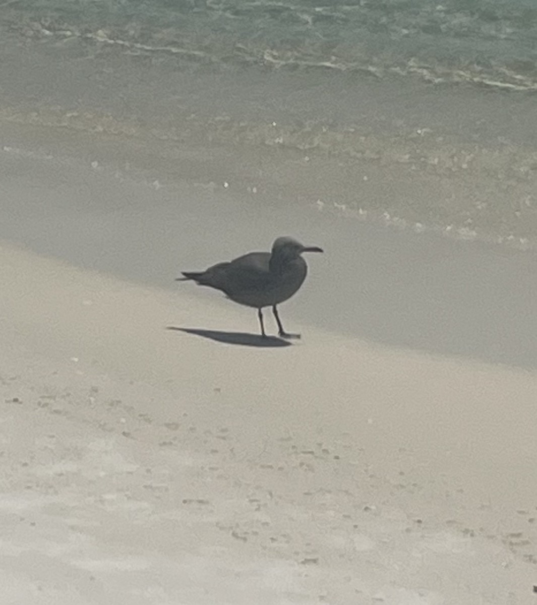 Gray Gull - ML640966537