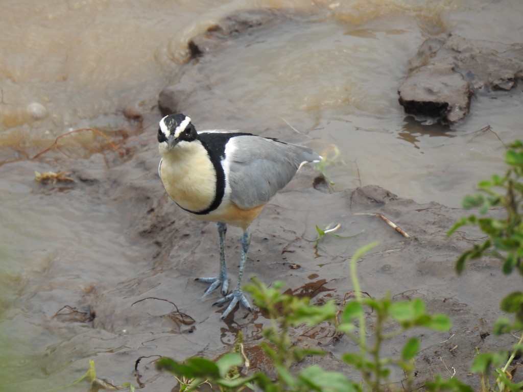 Egyptian Plover - ML640966544
