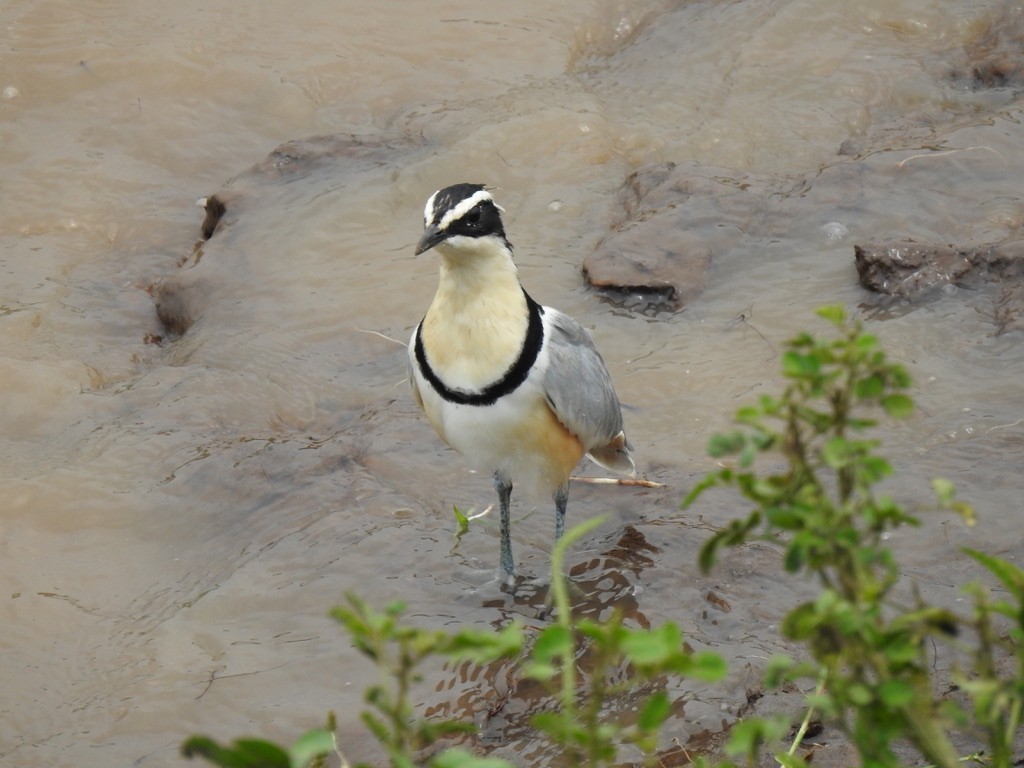 Egyptian Plover - ML640966548