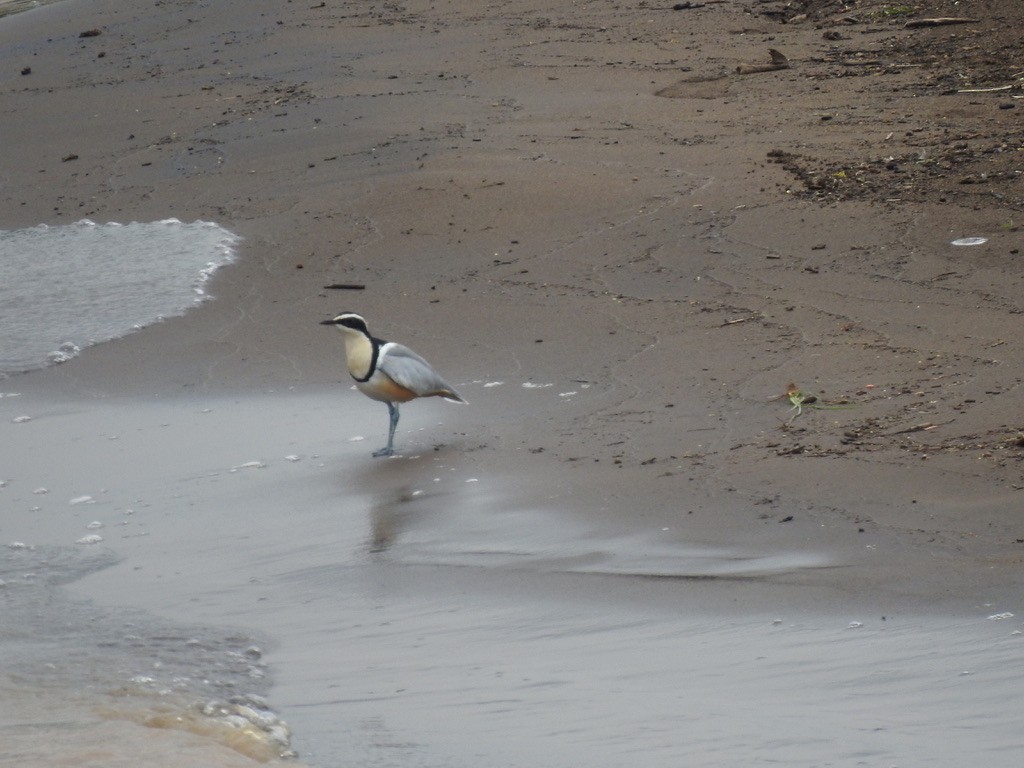 Egyptian Plover - ML640966558