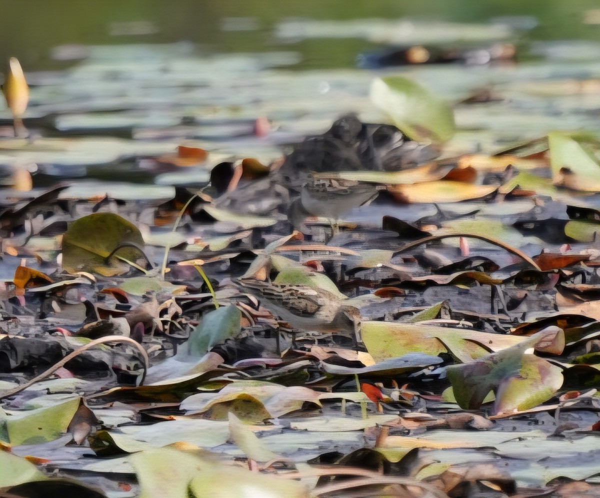 Least Sandpiper - ML640966595