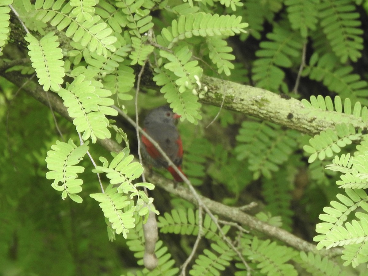 Red-billed Pytilia - ML640966604