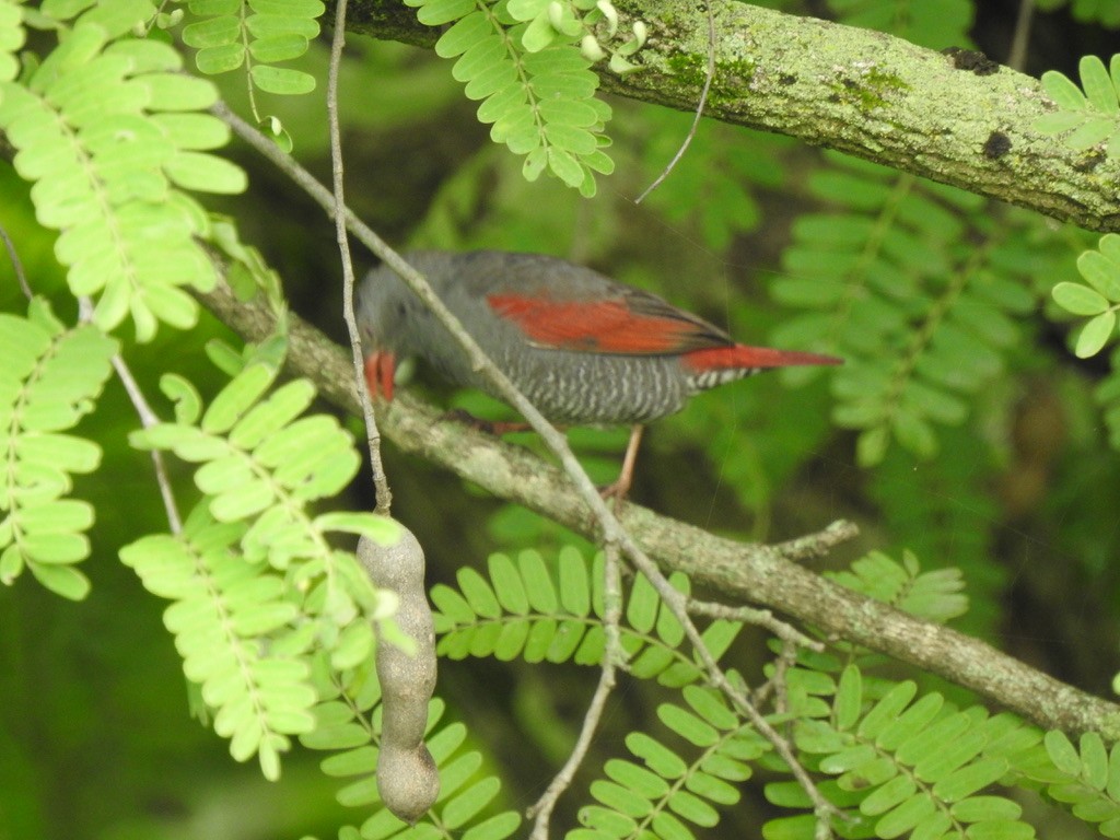 Red-billed Pytilia - ML640966607