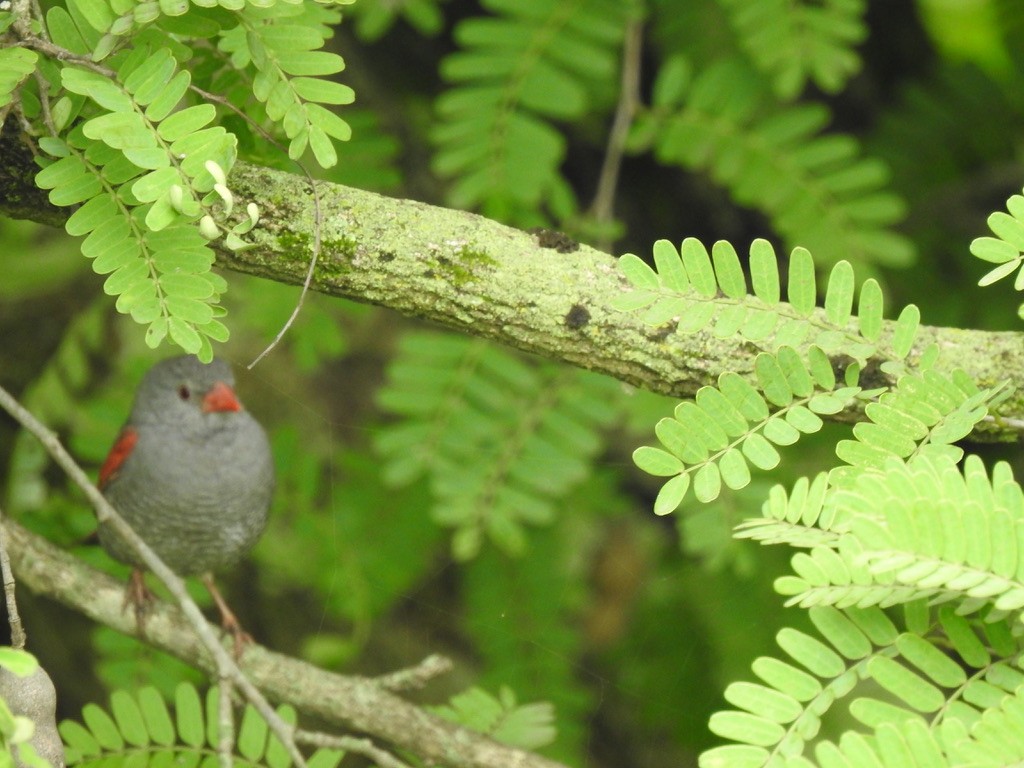 Red-billed Pytilia - ML640966609