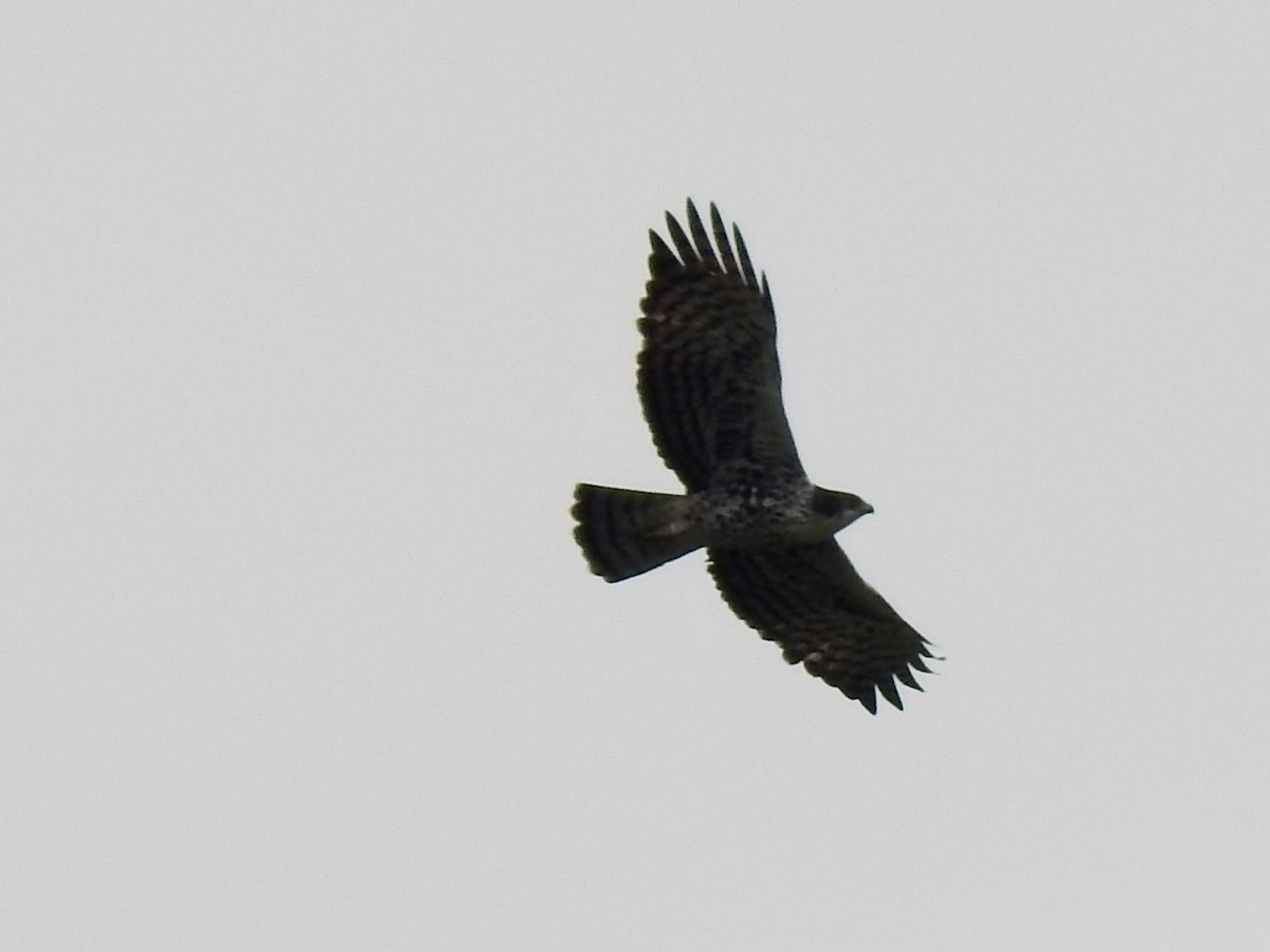 Ayres's Hawk-Eagle - ML640966645