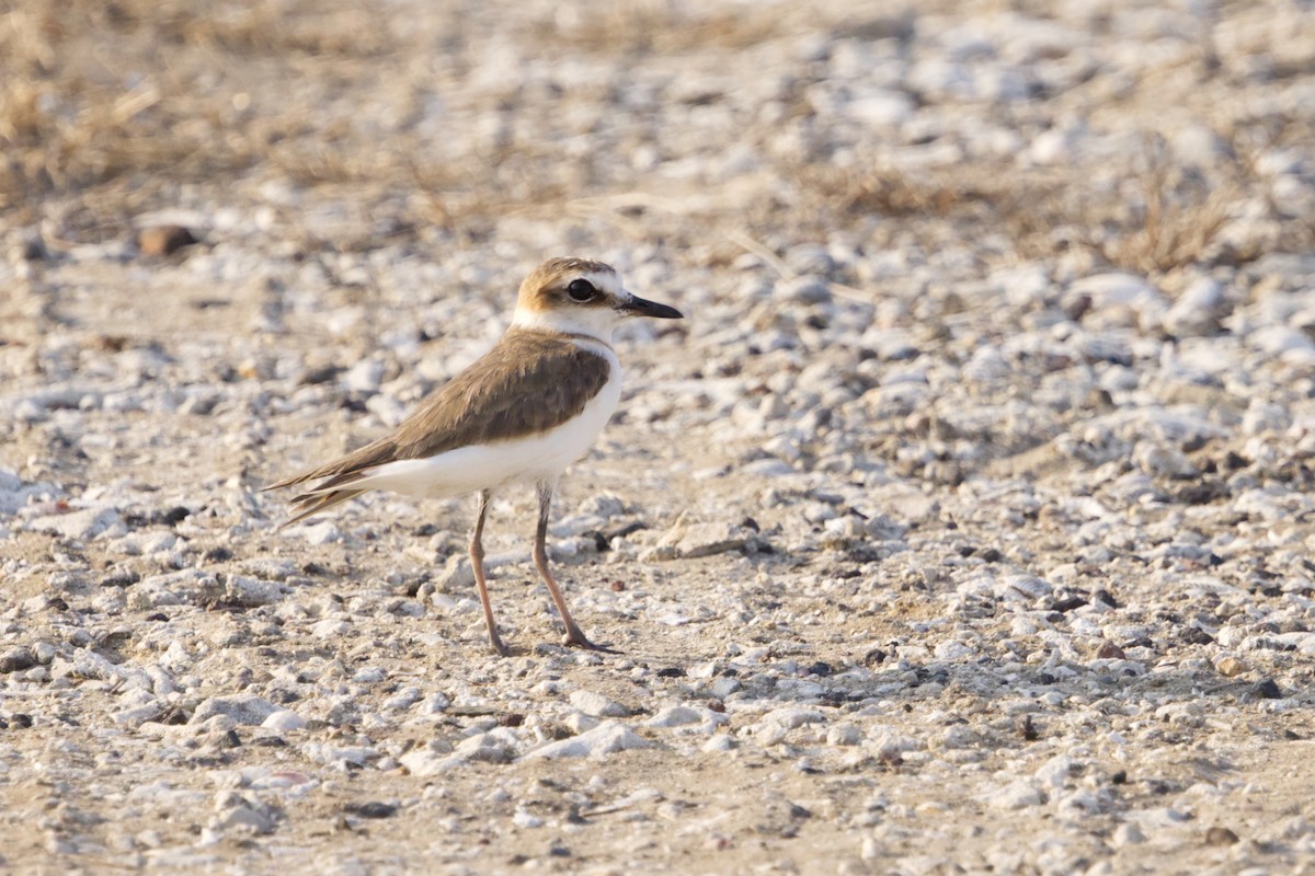 Javan Plover - ML640966655
