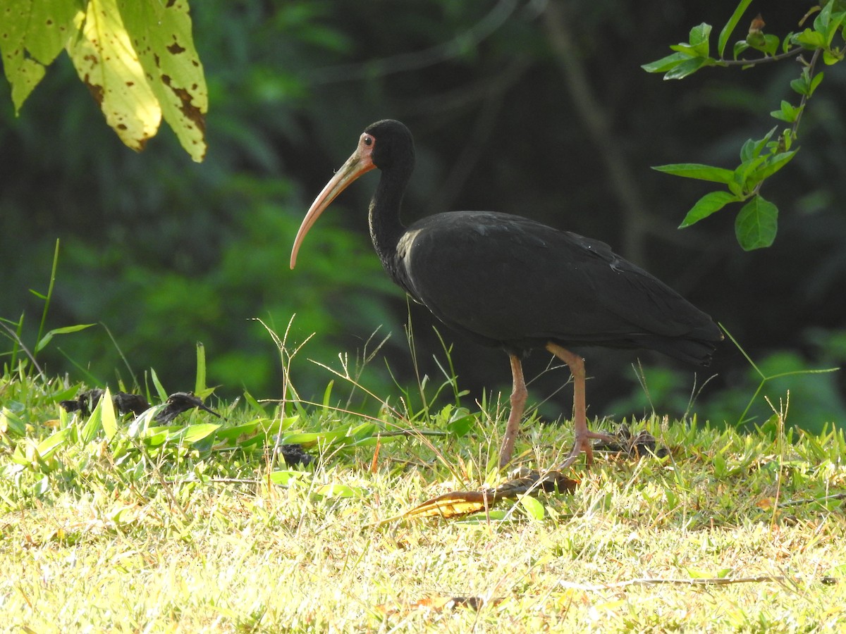 Ibis à face nue - ML640966673