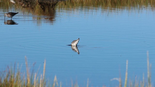 Stilt Sandpiper - ML640966682
