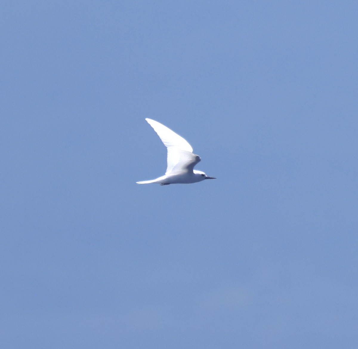 White Tern - ML640966727
